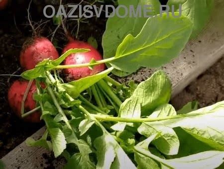 Когда сажать зелень под зиму в Подмосковье