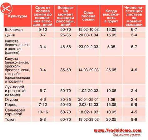 Когда сажать на рассаду