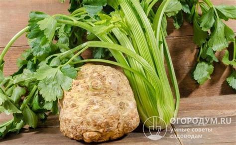 Когда собирать черешковый сельдерей в Сибири