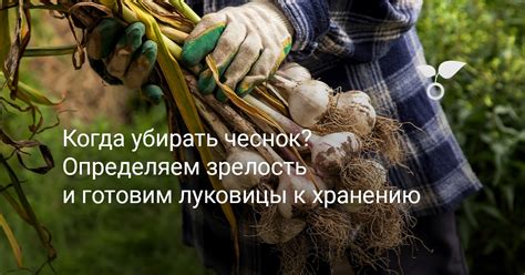 Когда собирать чеснок: определяем зрелость растения