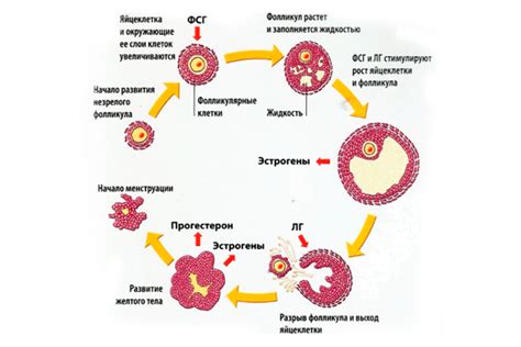 Когда фолликул лопается