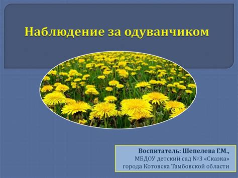 Когда цветет одуванчик весной