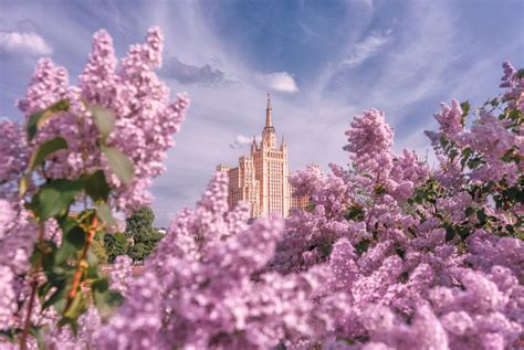 Когда цветет циния в каком месяце