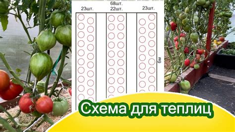 Конкуренция, как она есть: совместная посадка томатов и моркови