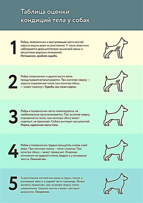 Контроль за суточной нормой корма для щенка мопса