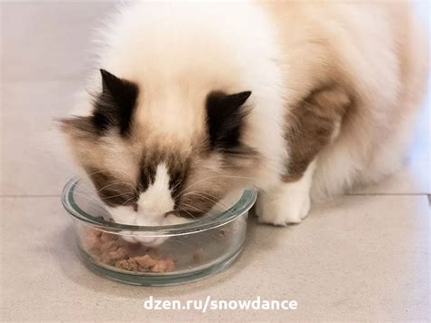 Кормление котенка по расписанию