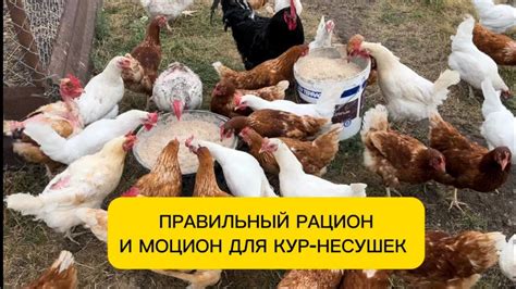 Кормление кур-несушек