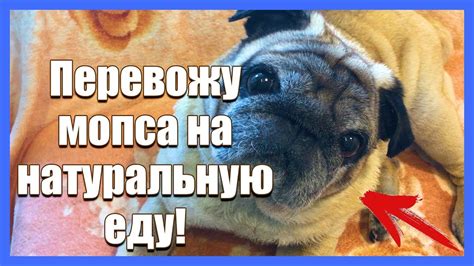 Кормление мопса сырым мясом: правильный подход