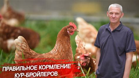 Корректное использование пшеничной крупы при кормлении птиц