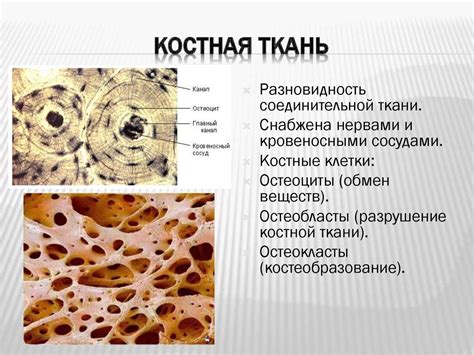 Костная ткань: ухудшение плотности и риск переломов