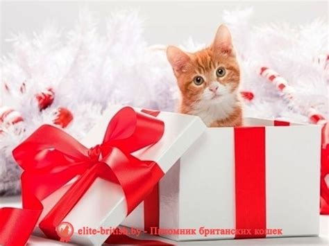 Котенок как подарок: