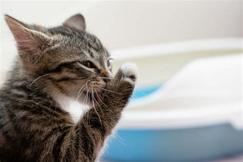 Котенок хочет пищи