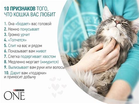 Кот трется головой: подробное объяснение