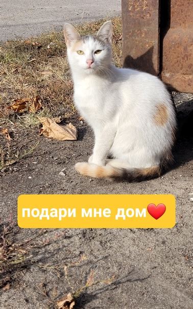 Кошачье сочувствие и помощь