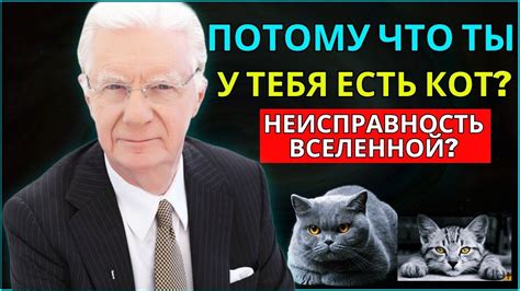 Кошки и духовный мир