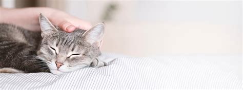 Кошки как эмоциональные компаньоны