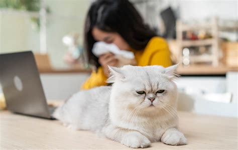 Кошки также страдают от аллергии