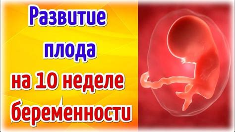 Кровеносная система плода: развитие во время беременности