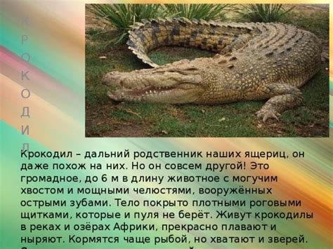 Крокодилы: не только плавают, но и лазают!