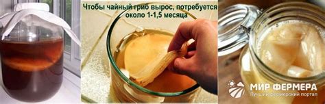 Культурное использование чайного гриба