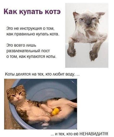 Купание кота с лишаем: правила и советы