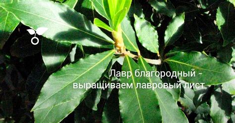 Лавровый лист: его роль и особенности