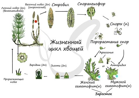 Летние месяцы и жизненный цикл раков