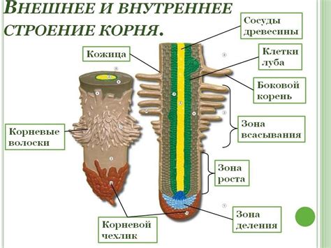 Лето: интенсивное развитие корневой системы