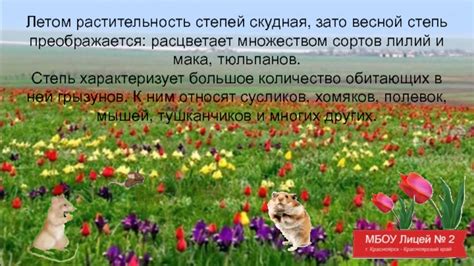 Летом степь загустеет и преображается