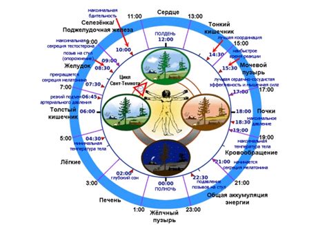 Лето - время активности Феникса
