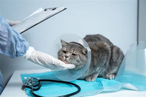 Лечение крипторхизма у котов