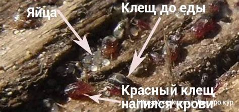 Лечение куриных блох