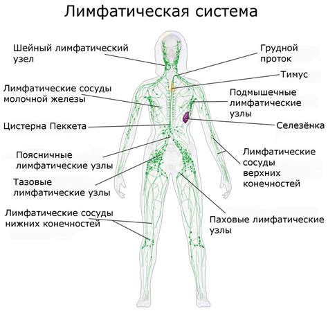 Лимфоузлы и их роль в организме