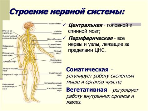 Лимфоузлы и нервы: структура, функции и взаимосвязь