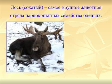 Лось - слово, обозначающее крупное животное