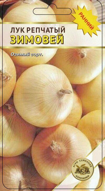 Лук зимовей – описание сорта и особенности
