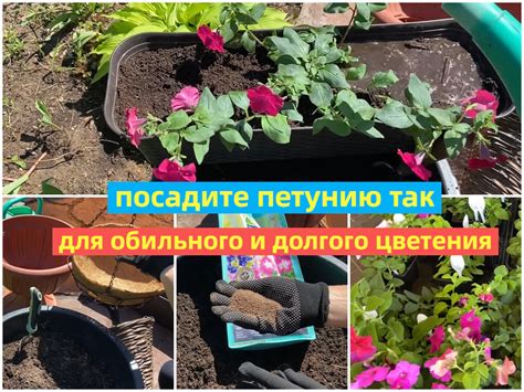 Лучшая пора для высадки петуний в балконные ящики