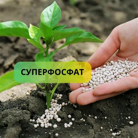 Лучшее время для внесения суперфосфата