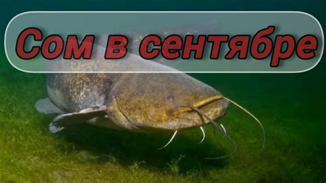 Лучшее время для ловли сома в сентябре