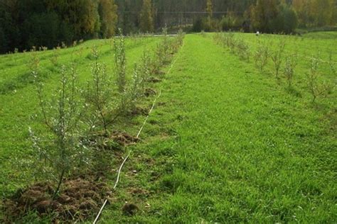 Лучшее время для пересадки облепихи