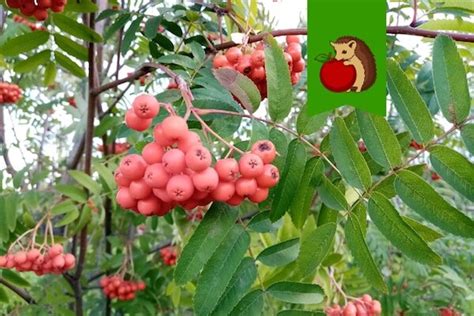 Лучшее время для пересадки рябины