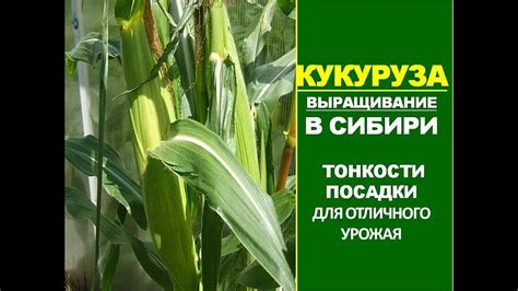 Лучшее время для посадки кукурузы на рассаду в Сибири