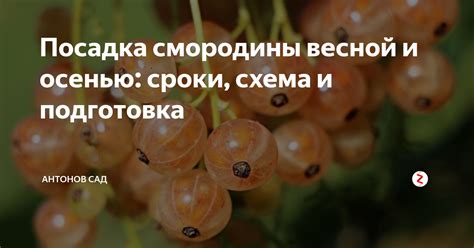Лучшее время для посадки смородины весной