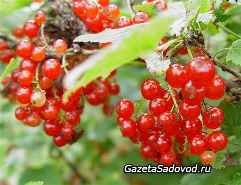 Лучшее время для посадки смородины в Сибири