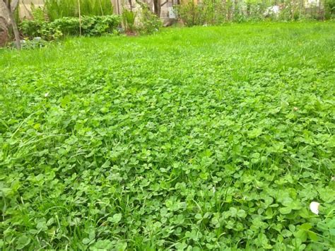 Лучшее время для посева газона из клевера