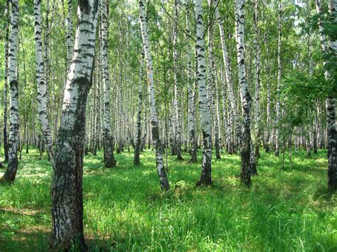 Лучшее время для сбора березового сока