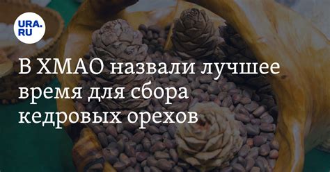 Лучшее время для сбора кедровых орехов
