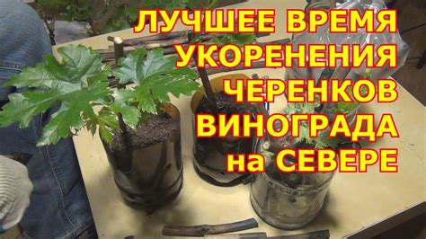 Лучшее время для сбора черенков винограда в Подмосковье