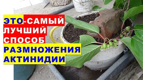 Лучший способ укрывания актинидии
