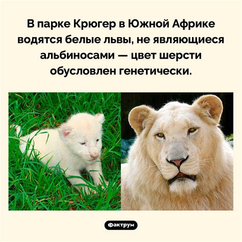 Львы в Южной Америке: изучаем дикую природу